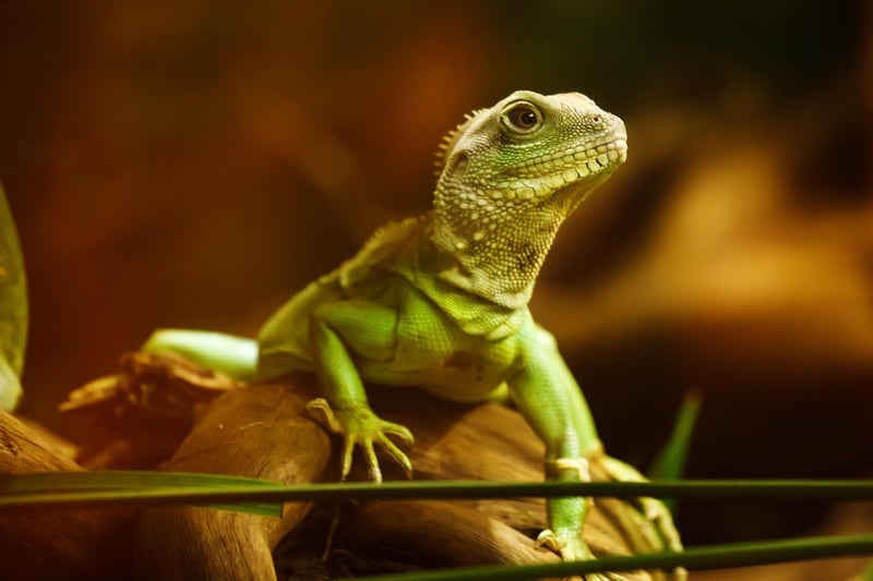 Dragon-Inspired Animals