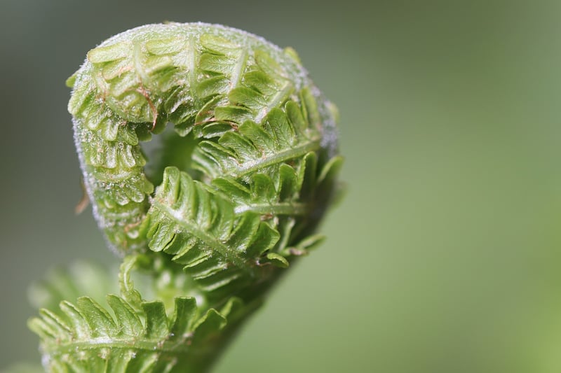 Phoenix Feather Fern